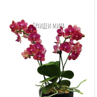 Орхидея KS 15D компьютерлік үстел Орхидея KS 15D компьютерлік үстел